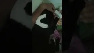 Pra quem acha que pitbull &eacute; um monstro #petsfofinhos #cachorro #pitbull #naturezasurpreendente