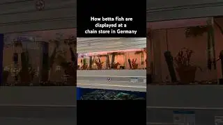 Betta fish display at German chain store -- no cups 🚫