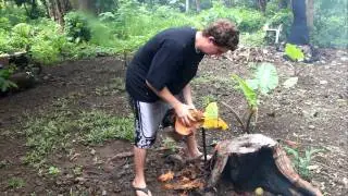 Palagi husking a coconut in Samoa