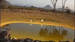 Great and little egrets at Soroi Collection Larsens Photo Hide Live Stream, Part 1 - Kenya