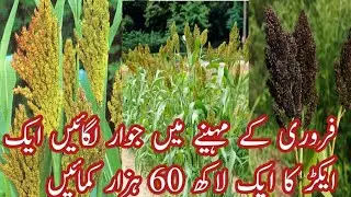 Plant sorghum in February and earn Rs 160,000 per acre. فروری کا مہینہ اور جوار