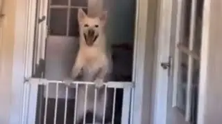 Pet Reunion Joy: Dogs Overjoyed as Owner Returns Home || WooGlobe