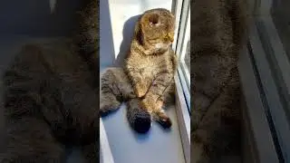 VASKA THE CAT BE GOOD #success #positive #inspiration #shortvideo #shortsvideo #wisewords