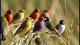 Calming Instrumental Music for Stress Relief: Deep Healing & Sleep music #healingmusic