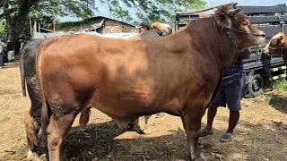 17.500‼️PASAR SEPI JANTAN SIAPAN QURBAN HARGA MURAH | Pasar Sapi Jatirogo