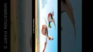 Pennines kattikanane 🙈💩🐦      #malayalam #8k #highquality #malayalamtroll #migration #animated
