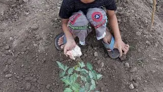 planting tree #save earth #trending