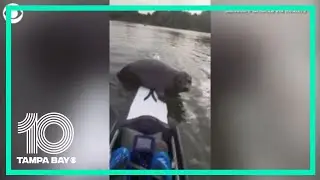 Watch this seal catch a ride on a boat in London
