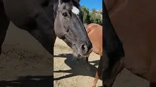 Horse Facts Horses Like to Be Hand Fed Top 10 Tips on Feeding Horses