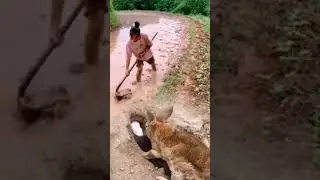 #rabbit hole#rabbit baby#rabbit saving#rabbit with child#water se bachate hue rabbit#