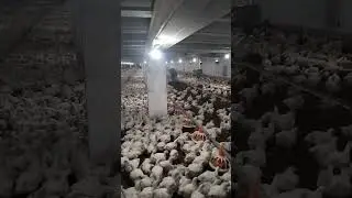 #shorts #chicken #poultryfarming water nipple clean #reals #birds #farm #broilerfarming @Shorts