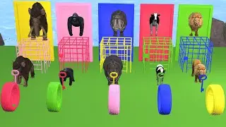 Wild Animal Games Insiders Reveal Top Mystery Cage and Door Secrets!