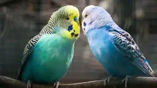 Amazing Bazigor birds  and Cute Pets Compilation,Pet animals #insects #animals #shorts