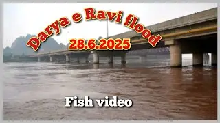 Darya e Ravi foold Update in Pakistan