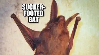 Sucker-footed Bat&nbsp;Facts: a STICKY Bat&nbsp;🦇 Animal Fact Files