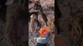 Hoof care of dry cow #hooftrimming #cow