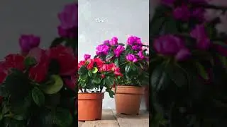 А вы знали? Азалия считается растением успеха.