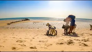 Messila beach KUWAIT||Best beach for swimming||Morning Walk with army of dogs||Huskies and Labrador