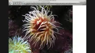 Smartphone Photographers Community - Point and Shoot February 20, 2014