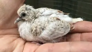 Beautiful diamond dove setup | diamond dove 🕊️ setup view 😍