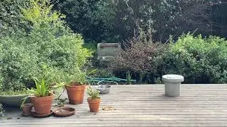 Flock of birds (Cedar Waxwings?) in Berkeley CA