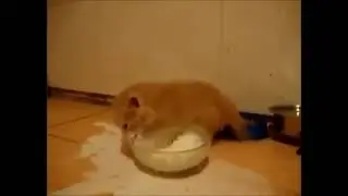 cat swimming le milk bruh