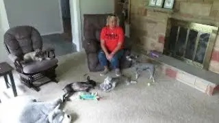 Dog Mom Fail | Life With 6 Schnauzers | Dog Mom Life