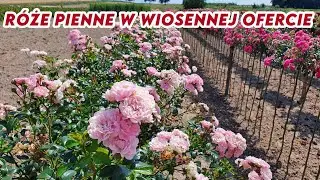 Róże pienne w wiosennej ofercie || Rozaria.pl