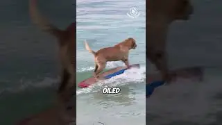 Dog Surfs Like a Pro