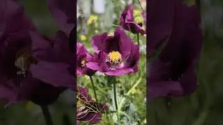 Purple Hellebore in Full Bloom | Beautiful Flowers 💜🌿