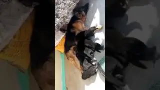 Rana Pet Shop contact me 📲 7049462433 German Shepherd full double coat puppy Available ☝️❤️