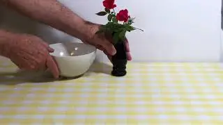 Simultaneous Contrast Demonstration