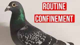 Roger TANTART - Routine confinement 2020