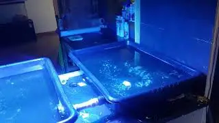 DIRT CHEAP frag system 50$
