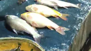 Village Fish buzzar In katgora buzzer Available Big Fish in market