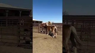 Belgian Draft horse mare gets excited about making friends with a gelding #shorts #horse #shortvideo