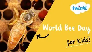 🐝 World Bee Day | 20 May | Why Are Bees Important? | Save the Bees | Twinkl USA