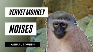 The Animal Sounds: Vervet Monkey Sounds / Sound Effect / Animation