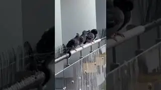 DIY Bird Spikes That Actually Work