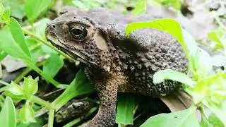 Giant toad hiding the body in the grass