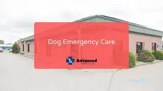 Dog Emergency Care