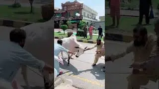 Athra Dand Fatehjangi 2022 |Qurbani 2022 | Dangerous Cow Qurbani 2022