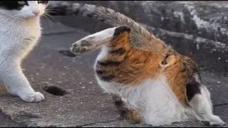 Apandah funny cats 2022 #shorts