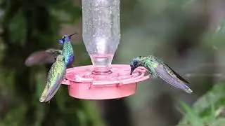 Lesser Violetear with Sparkling Violetears