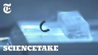This Robot Can Walk and Swim &mdash; Inside You | ScienceTake