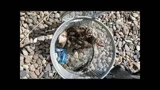 CrawZaddy