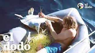 Chico salta de su bote para salvar tortugas marinas | El Dodo