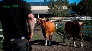 &ldquo;Agricultural prison&rdquo;: Cows help rehabilitate prisoners in Sweden