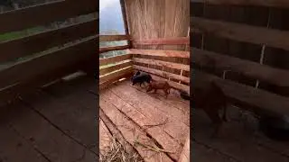 Постройка свинарника и пристройки к дому #любителиавтономногопространства #детенышифермерскихживо...