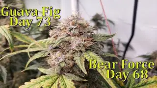 Autoflower Update | Bear Force 1 (Day 68) & Guava Fig (Day 73) 🌱 Mephisto Genetics